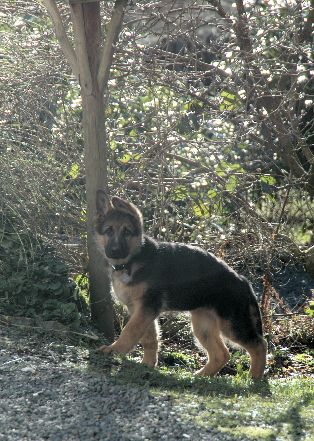 german shepherd dog cumbria #01